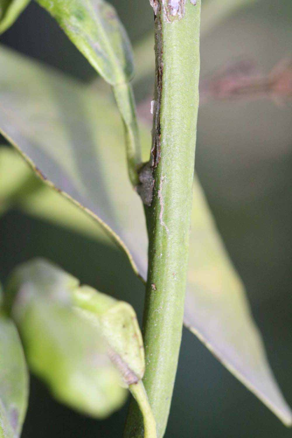            First year twig (Riverside, CA)   